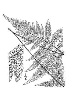 <i>Thelypteris hexagonoptera</i> (Michx.) Weath.