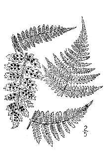 <i>Dryopteris spinulosa</i> (O.F. Müll.) Watt var. intermedia (Muhl. ex Willd.) Underw.