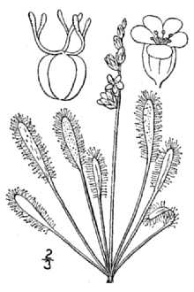 <i>Drosera longifolia</i> L., nom. utique rej.
