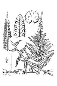 <i>Dryopteris noveboracensis</i> (L.) A. Gray