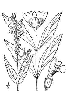 <i>Physostegia virginiana</i> (L.) Benth. var. parviflora (Nutt. ex A. Gray) B. Boivin