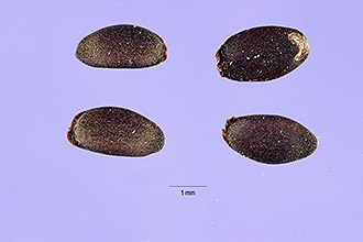 <i>Moldavica parviflora</i> (Nutt.) Britton