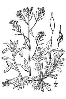 <i>Draba ramosissima</i> Desv. var. glabrifolia E.L. Braun