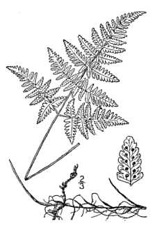 <i>Gymnocarpium dryopteris</i> (L.) Newman var. pumilum (DC.) B. Boivin