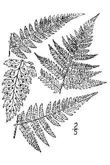 <i>Dryopteris austriaca</i> (Jacq.) Woynar ex Schinz & Thell. var. spinulosa (O.F. Müll.) Fi
