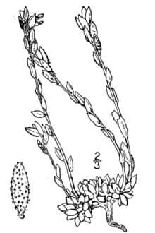 <i>Draba lanceolata</i> auct. non Royle