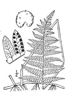 <i>Dryopteris thelypteris</i> (L.) Sw. var. haleana (Fernald) Broun & Weath.