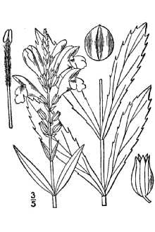 <i>Physostegia virginiana</i> (L.) Benth. var. elongata B. Boivin