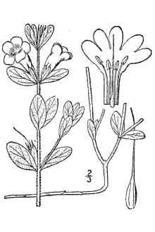 <i>Ruellia oblongifolia</i> Michx.