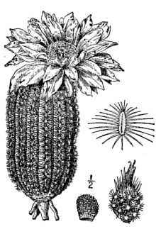 <i>Echinocereus caespitosus</i> (Engelm.) Engelm. var. purpureus D. Weniger, nom. nud.