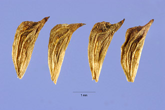 <i>Echinodorus radicans</i> (Nutt.) Engelm.