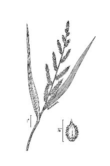 <i>Panicum crus-galli</i> L.