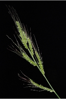 <i>Echinochloa crus-galli</i> (L.) P. Beauv. ssp. spiralis (Vasinger) Tzvelev