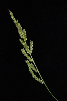 <i>Echinochloa crus-galli</i> (L.) P. Beauv. ssp. spiralis (Vasinger) Tzvelev