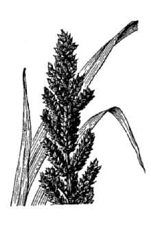 <i>Echinochloa crus-galli</i> (L.) P. Beauv. ssp. edulis Hitchc.