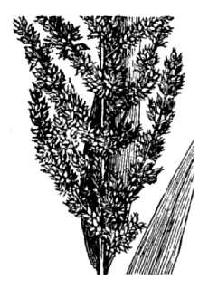 <i>Echinochloa muricata</i> (P. Beauv.) Fernald var. occidentalis Wiegand