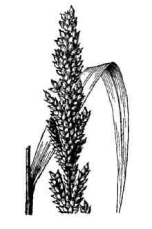 <i>Echinochloa zelayensis</i> (Kunth) Schult.