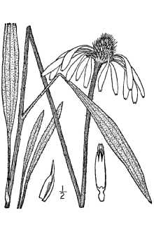 <i>Rudbeckia pallida</i> Nutt.