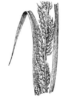 <i>Oplismenus polystachyus</i> Kunth