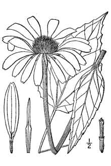 <i>Brauneria purpurea</i> (L.) Britton