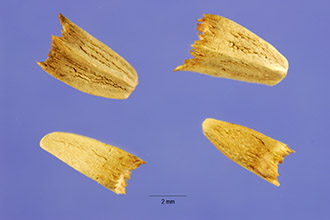 <i>Echinacea purpurea</i> (L.) Moench var. arkansana Steyerm.