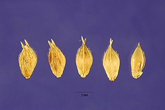 <i>Echinochloa holubii</i> (Stapf) Stapf