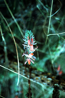 <i>Cotyledon strictiflora</i> (A. Gray) Baker