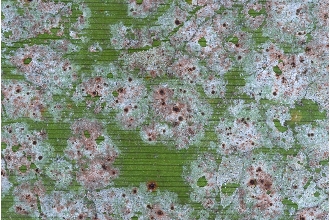 Echinoplaca Lichen