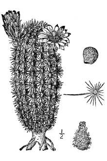 Nylon Hedgehog Cactus