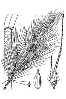 <i>Echinochloa walteri</i> (Pursh) A. Heller var. laevigata (Wiegand) S.R. Hill