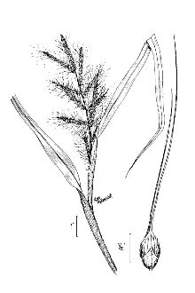 <i>Echinochloa walteri</i> (Pursh) A. Heller var. laevigata (Wiegand) S.R. Hill