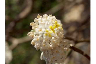 <i>Magnolia tomentosa</i> Thunb., nom. utique rej.