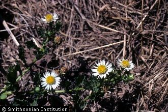 Prostrate Tropic Daisy