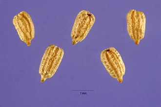 <i>Piaropus crassipes</i> (Mart.) Raf.