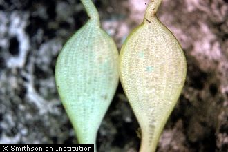 <i>Eichhornia speciosa</i> Kunth