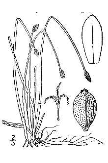 <i>Eleocharis elliptica</i> Kunth var. compressa (Sull.) Drapalik & Mohlenbr.