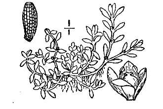 <i>Elatine triandra</i> Schkuhr var. americana (Pursh) Fassett
