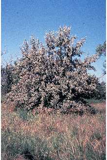 <i>Elaeagnus angustifolia</i> L. var. orientalis (L.) Kuntze