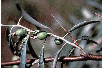 <i>Elaeagnus angustifolia</i> L. var. orientalis (L.) Kuntze