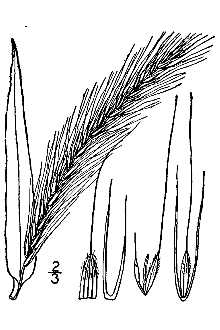 <i>Terrellia villosa</i> (Muhl. ex Willd.) Baum