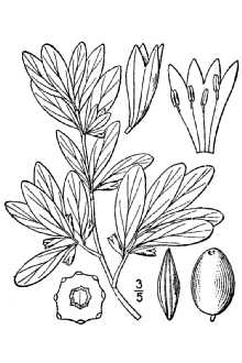 <i>Elaeagnus argentea</i> Pursh, non Moench