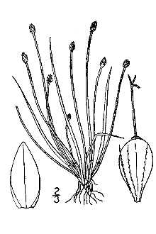 <i>Eleocharis multiflora</i> Chapm.