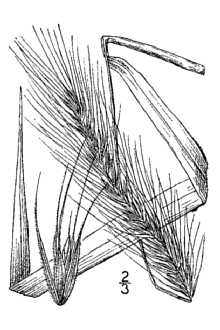 <i>Elymus virginicus</i> L. var. glabriflorus (Vasey) Bush
