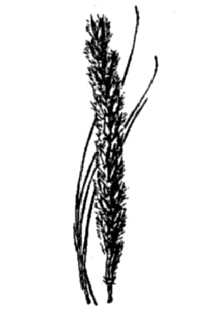 <i>Elionurus barbiculmis</i> Hack. var. parviflorus Scribn.