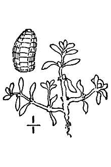 <i>Elatine triandra</i> Schkuhr var. brachysperma (A. Gray) Fassett