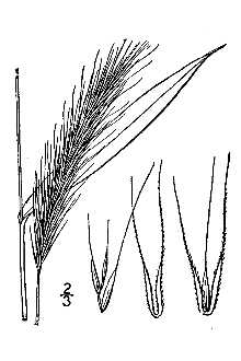 <i>Elymus philadelphicus</i> L. var. hirsutus Farw.