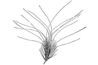 <i>Taeniatherum crinitum</i> (Schreb.) Nevski var. caput-medusae (L.) Wipff