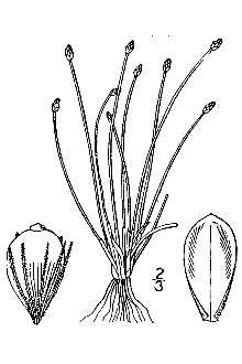<i>Trichophyllum tenue</i> (Willd.) Farw.