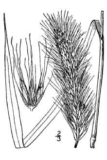 <i>Elymus brachystachys</i> Scribn. & C.R. Ball