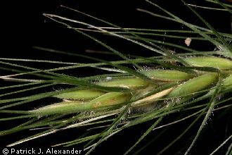 <i>Elymus canadensis</i> L. var. brachystachys (Scribn. & C.R. Ball) Farw.